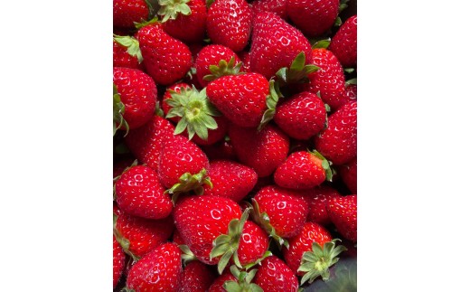 奈良果実と恵みのバターサンド（いちご（章姫）） ※北海道・沖縄・離島への配送不可