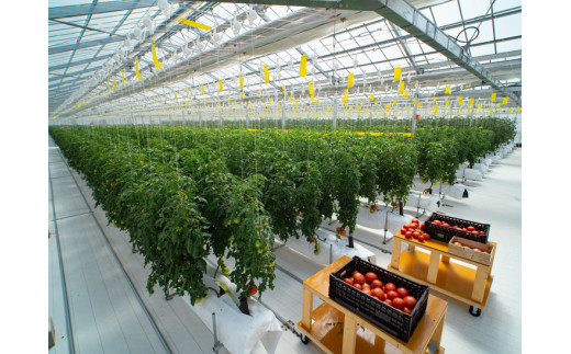 100%生しぼり【プレミアム】トマトジュース 720ml 3本セット◇※着日指定不可