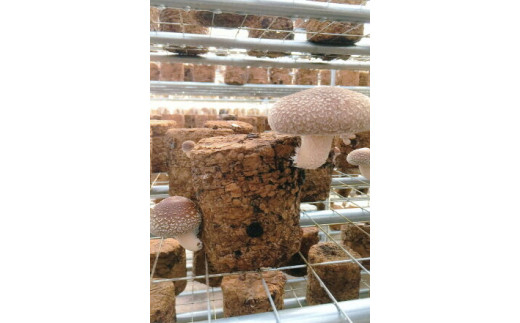 橿原市産 採れたての生しいたけ（菌床） 約700g箱（5～10枚程度）×2箱を発送します ※2025年11月上旬頃～2026年3月下旬頃に順次発送予定