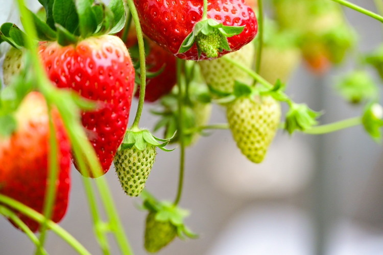 奈良県産高級ブランド　古都華 約270g×2パック ※2026年1月中旬頃より順次発送予定