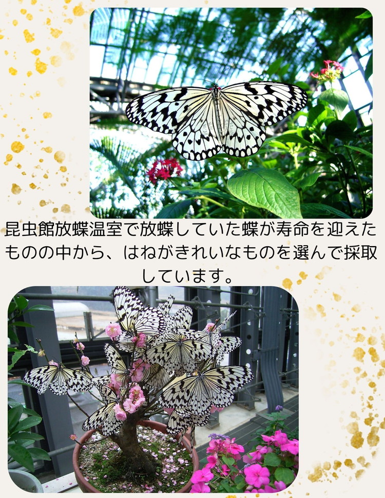 橿原市昆虫館オリジナル 蝶のはね入り・サナギの抜け殻キーホルダー5点セット