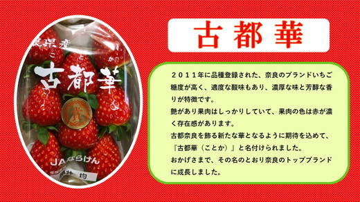 おかげさまで21年目 毎年大好評の甘い美味しい苺（レギュラーパックLサイズ×2パック）（古都華（ことか））※北海道・沖縄・離島への配送不可 ※2026年1月上旬頃より順次発送予定
