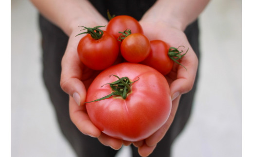 100%生しぼりトマトジュース 720ml 3本セット◇※着日指定不可