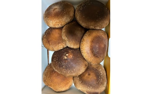 橿原市産 採れたての生しいたけ（菌床） 約700g箱（5～10枚程度）×2箱を発送します ※2025年11月上旬頃～2026年3月下旬頃に順次発送予定