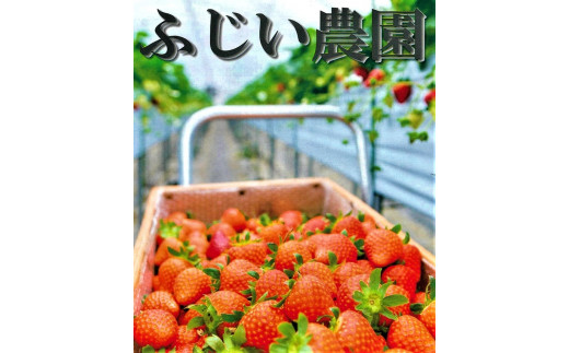 おかげさまで20周年 毎年大好評の甘い美味しい苺（レギュラーパック2Lサイズ）（あすかルビー）※発送前に電話連絡あり※2024年1月より順次発送予定 ※北海道・沖縄県・離島への配送不可