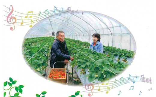 おかげさまで21年目 毎年大好評の甘い美味しい苺（レギュラーパックLサイズ）（古都華（ことか））◇※発送前電話連絡あり※発送時期指定不可 ※北海道・沖縄・離島への配送不可 ※2026年1月上旬頃より順次発送予定