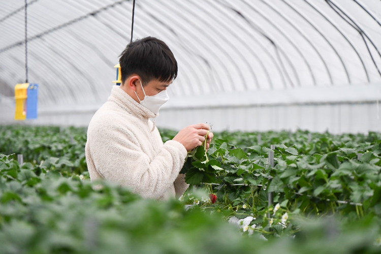 奈良県産高級ブランド　古都華 約270g×2パック ※2026年1月中旬頃より順次発送予定