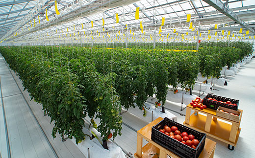 100%生しぼりトマトジュース　720ml 3本セット(1本【プレミアム】)