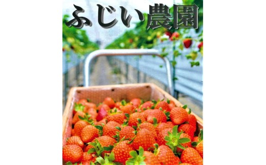 おかげさまで21年目 毎年大好評の甘い美味しい苺（レギュラーパックLサイズ×2パック）（古都華（ことか））※北海道・沖縄・離島への配送不可 ※2026年1月上旬頃より順次発送予定