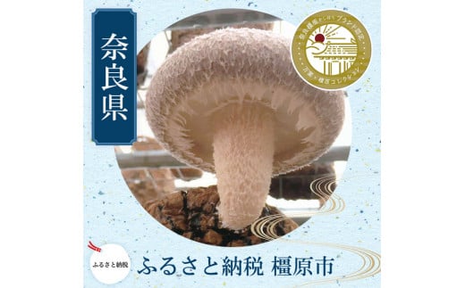 橿原市産 採れたての生しいたけ（菌床） 約700g箱（5～10枚程度）×2箱を発送します ※2025年11月上旬頃～2026年3月下旬頃に順次発送予定