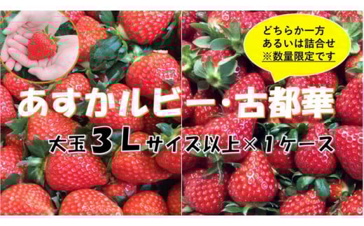 おかげさまで21年目 毎年大好評の甘い美味しい大粒苺（３L以上のあすかルビー・古都華（ことか））◇※発送前に電話連絡あり※発送時期指定不可 ※北海道・沖縄・離島への配送不可 ※2026年1月上旬頃より順次発送予定