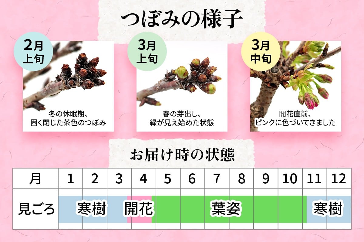 【季節限定】桜盆栽 [1986]