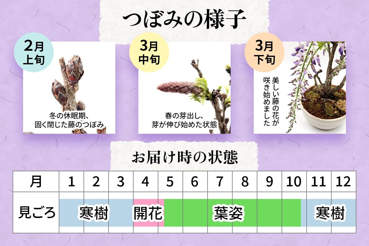 【季節限定】藤盆栽 [1987]