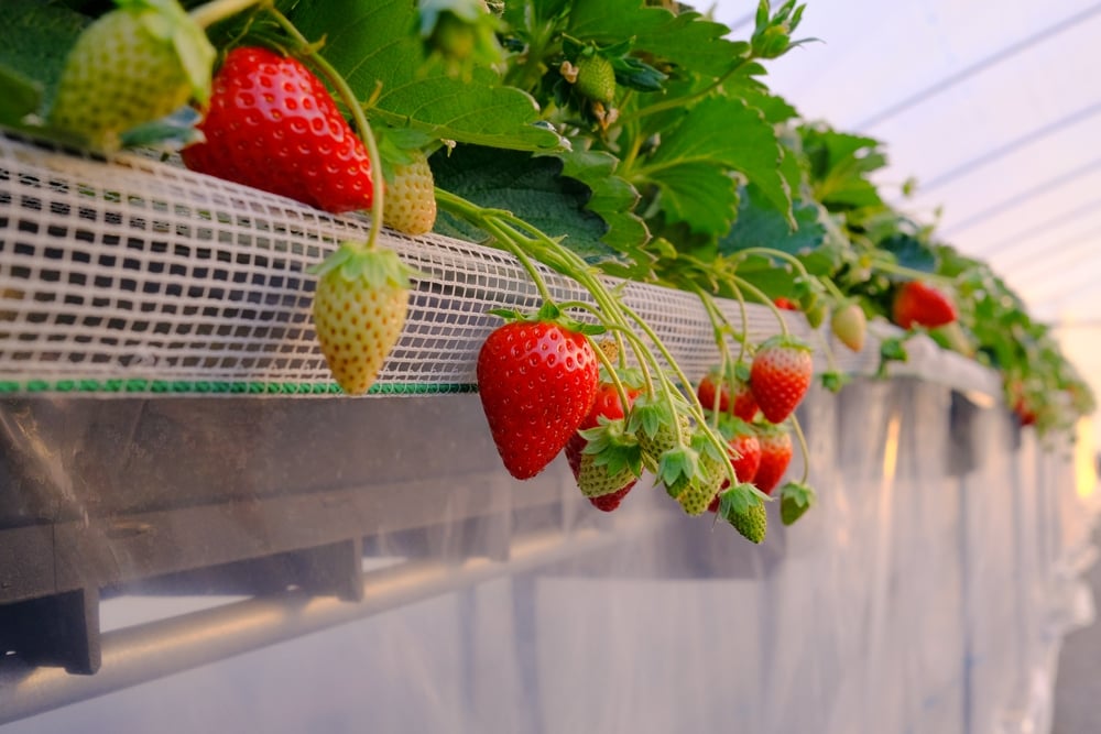 [1月8日から3月3日] いちご狩り体験プレミアム 大人1名様 奈良のブランド (ならあかり・古都華・あすかルビー)｜イチゴ農園 果物 フルーツ 親子 体験チケット いちご狩り農園 奈良県 [3059]