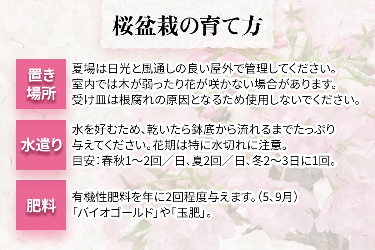 【季節限定】桜盆栽 [1986]