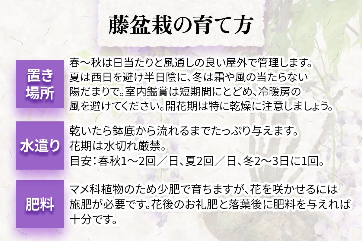 【季節限定】藤盆栽 [1987]