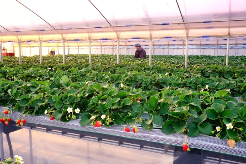 [5月12日以降] いちご狩り体験プレミアム 子供1名様 奈良のブランド (ならあかり・古都華・あすかルビー)｜イチゴ農園 果物 フルーツ 親子 体験チケット いちご狩り農園 奈良県 [3064]