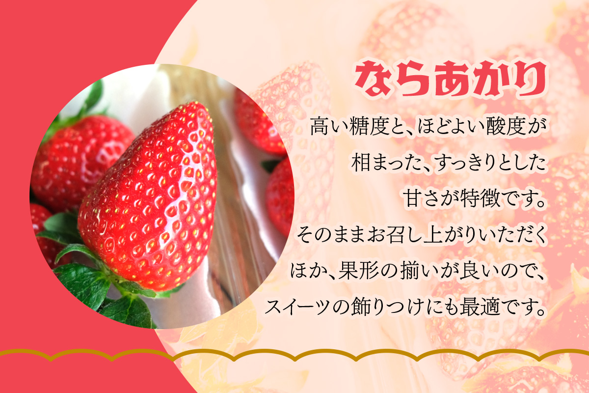 [5月12日以降] いちご狩り体験プレミアム 大人1名様 奈良のブランド (ならあかり・古都華・あすかルビー)｜イチゴ農園 果物 フルーツ 親子 体験チケット いちご狩り農園 奈良県 [3063]