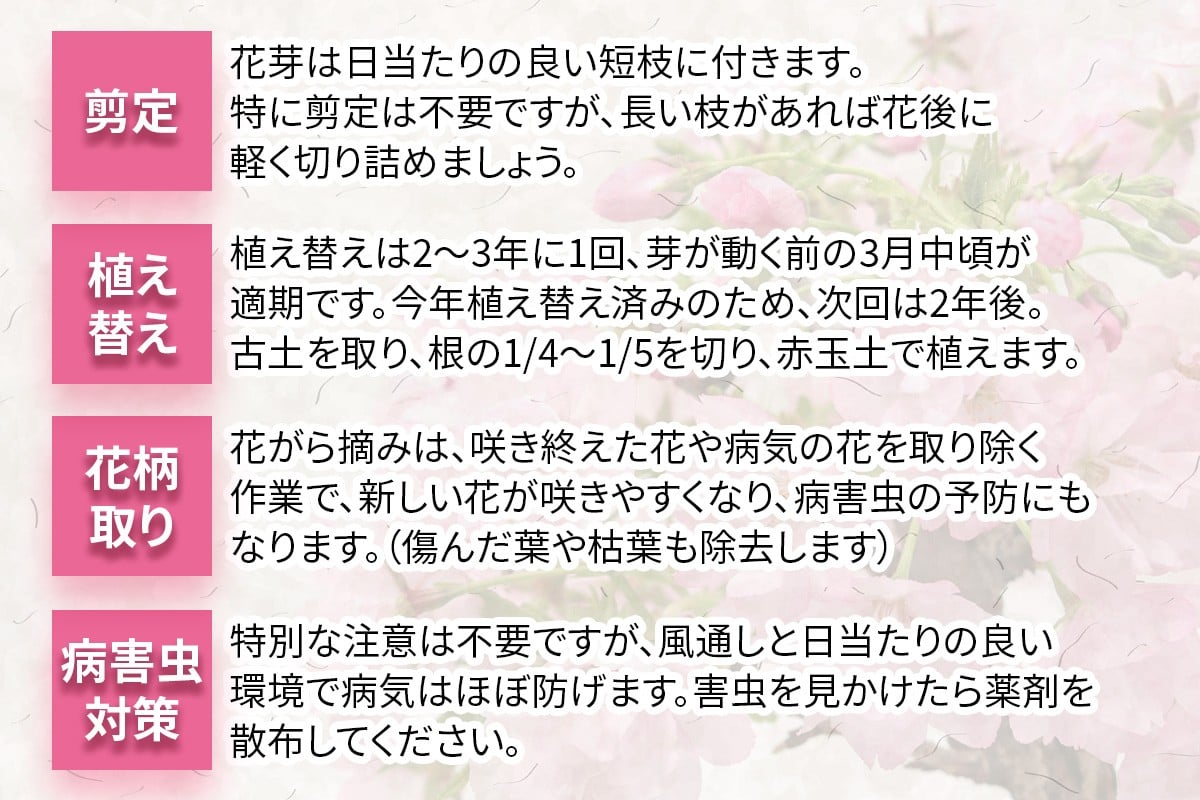 【季節限定】桜盆栽 [1986]