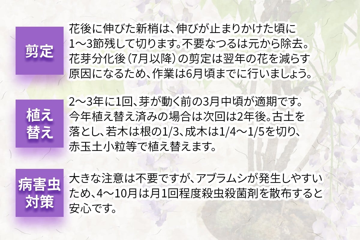 【季節限定】藤盆栽 [1987]