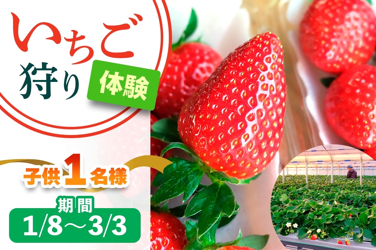 [1月8日から3月3日] いちご狩り体験 子供1名様 奈良のブランド (あすかルビー)｜イチゴ農園 果物 フルーツ 親子 体験チケット いちご狩り農園 奈良県 [3052]