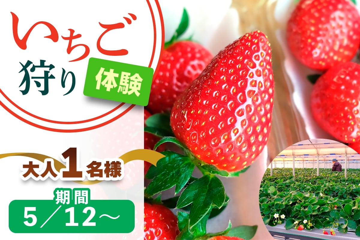 [5月12日以降] いちご狩り体験 大人1名様 奈良のブランド (あすかルビー)｜イチゴ農園 果物 フルーツ 親子 体験チケット いちご狩り農園 奈良県 [3055]