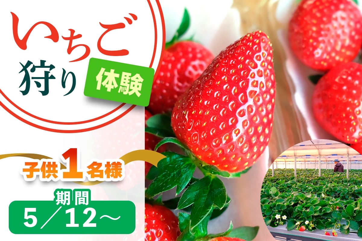 [5月12日以降] いちご狩り体験 子供1名様 奈良のブランド (あすかルビー)｜イチゴ農園 果物 フルーツ 親子 体験チケット いちご狩り農園 奈良県 [3056]
