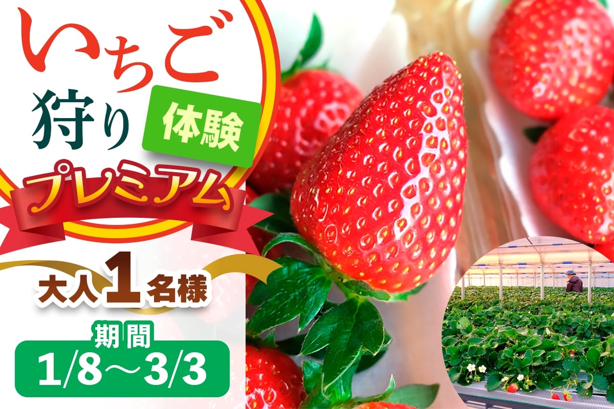 [1月8日から3月3日] いちご狩り体験プレミアム 大人1名様 奈良のブランド (ならあかり・古都華・あすかルビー)｜イチゴ農園 果物 フルーツ 親子 体験チケット いちご狩り農園 奈良県 [3059]