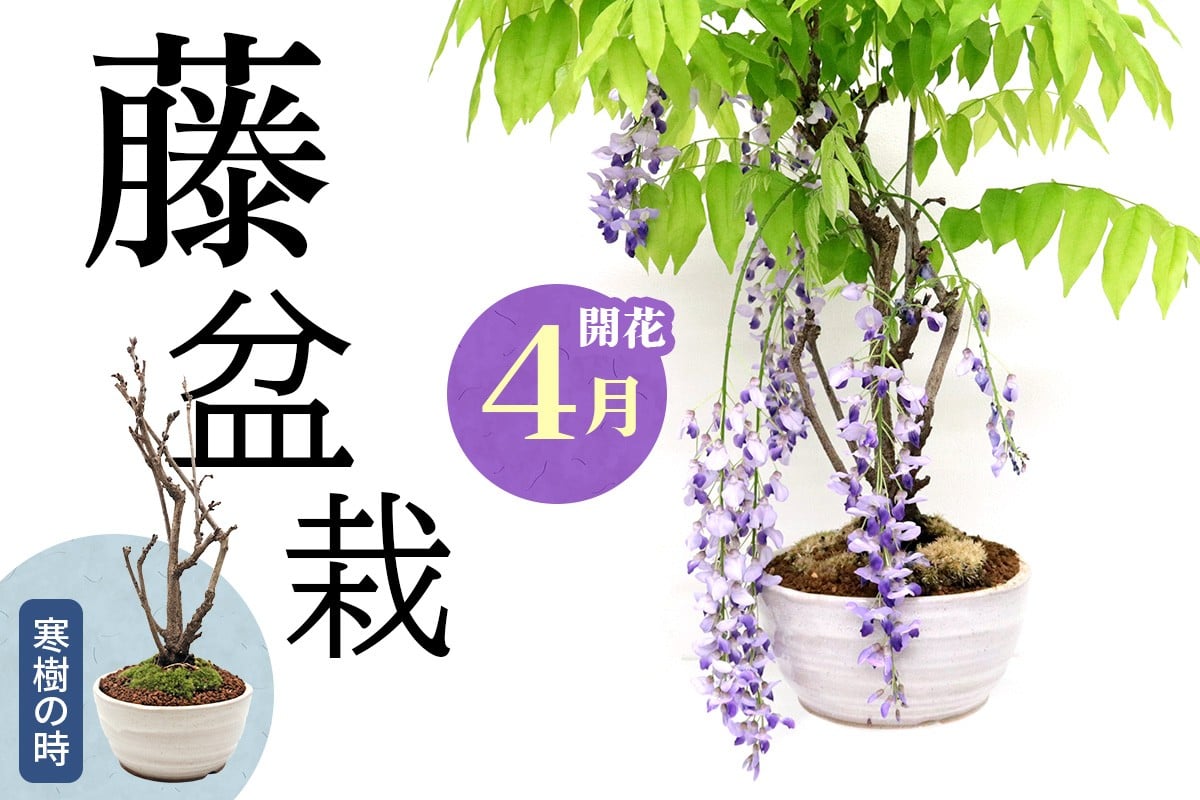 【季節限定】藤盆栽 [1987]
