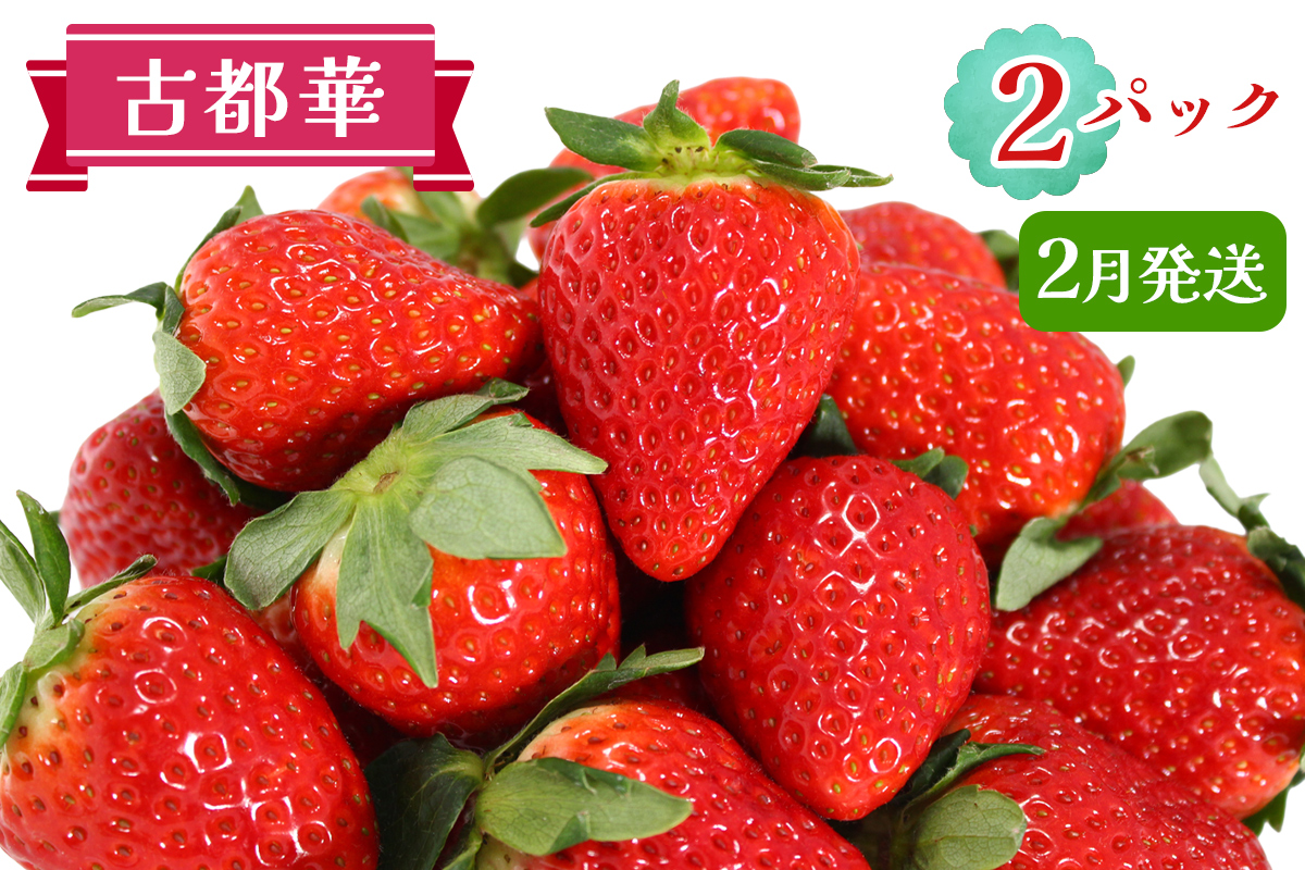 古都華 2パックセット [2月] 発送｜ことか いちご 苺 イチゴ 果物 フルーツ 産地直送 [3231]