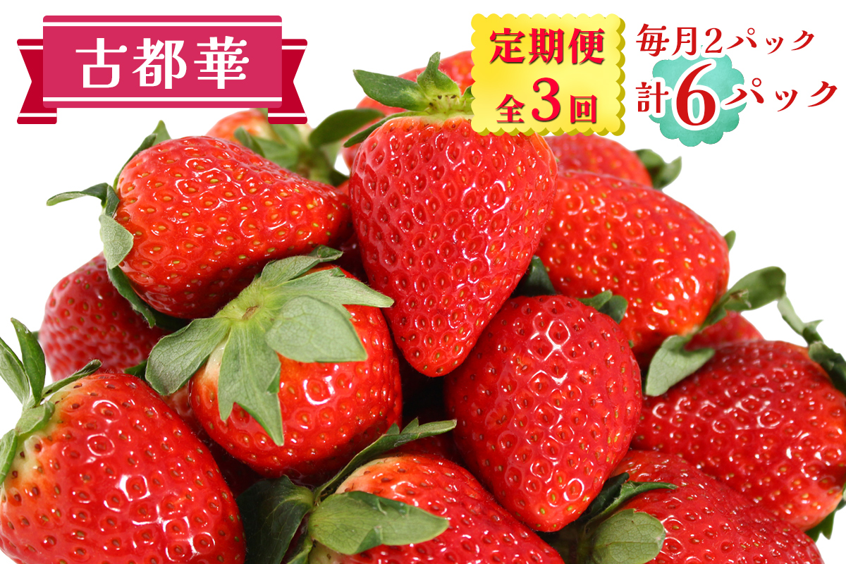 [定期便／全3回] 古都華 2パックセット 毎月お届け1月から3月発送｜ことか いちご 苺 イチゴ 果物 フルーツ 産地直送 [3234]