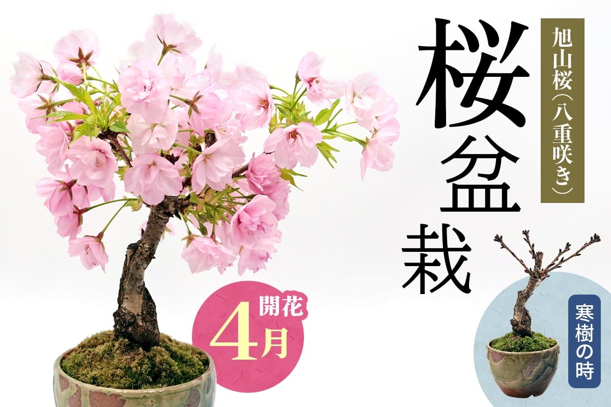 【季節限定】桜盆栽 [1986]