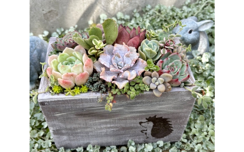 多肉植物 木箱寄せ植え ／ aju succulent 植物 インテリア アレンジ ガーデニング 15種 そのまま飾れる プレゼント ギフト 奈良県 葛城市【ajus009】