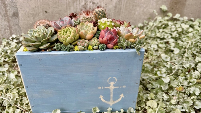 多肉植物の寄せ植えアレンジ ちびサボテン入り ／ aju succulent 植物 インテリア ガーデニング 15種 そのまま飾れる プレゼント ギフト 奈良県 葛城市【ajus011】