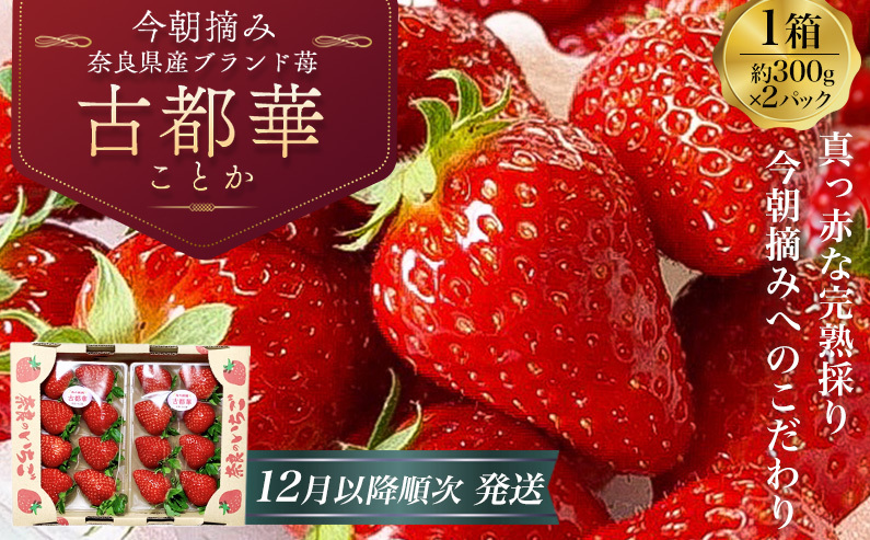 （冷蔵） 古都華 600g (300g×2) 【2025年12月以降順次発送】／ いちご 丸笑いちご園 今朝摘み フルーツ 苺 イチゴ 果物 新鮮 完熟 朝採り 高級 甘い 奈良県 葛城市【maru001A】