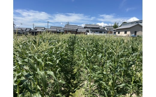 奈良県産 とうもろこし おおもの 5本入り 【2026年7月初旬～7月末頃に順次発送予定】／ 23ファーム トウモロコシ コーン スイートコーン 美味い  甘い 野菜 産直 新鮮 旬 茹で スープ サラダ グリル 名産 健康 美容 栄養 ふるさと納税 人気 家族  奈良県 葛城市【fumi001】