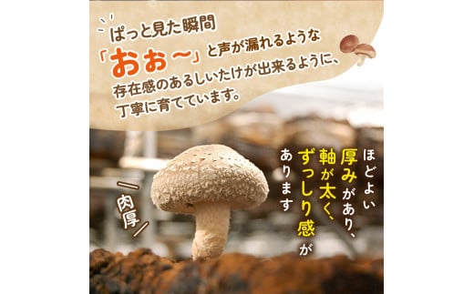 葛城市産生しいたけ（500g） 8個前後 椎茸 シイタケ 生 国産 セット 500g 新鮮 菌床 スライス 奈良県 葛城市【kobo003】