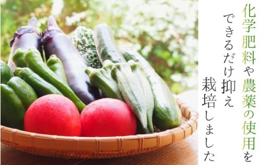 奈良県産 ※3ヶ月定期便※季節の大和野菜 おまかせ６種セット×3ヶ月 【入金確認後翌月以降発送】／ スマイル葛城農業 奈良 葛城市 野菜野菜 産直 新鮮 旬 茹で スープ サラダ グリル 名産 健康 美容 栄養 ふるさと納税 人気 家族 ギフト 奈良県 葛城市【smlk-tkb013】