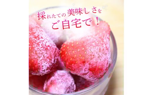 ブランド苺 冷凍 古都華 約1kg [250g×4パック] 【2026年5月上旬～6月下旬に順次発送】／ 若手農家 地域応援 古都華 いちご 冷凍いちご イチゴ 苺 奈良 奈良県産いちご 葛城市 産直 高級 甘い 濃厚 あかい フルーツ 限定 果物 旬 スイーツ ギフト ふるさと納税 人気 ランキング 1位【smlk030】