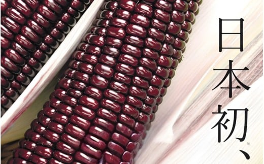 先行予約 奈良県産 大和ルージュ 計15本 令和8年産 【2026年7月中旬～10月中旬順次発送】／ スマイル葛城農業 大和ルージュ 奈良 葛城市 とうもろこし トウモロコシ コーン スイート 美味い あかい 甘い 野菜 産直 新鮮 旬 茹で スープ サラダ グリル 名産 健康 美容 栄養 ふるさと納税 人気 家族 ギフト 奈良県 葛城市【smlk038】