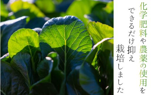 奈良県産 小松菜 約1kg  【順次発送】／ スマイル葛城農業 野菜  小松菜 農家直送 産直 新鮮 旬 サラダ 名産 健康 美容 栄養 奈良県 葛城市【smlk060】