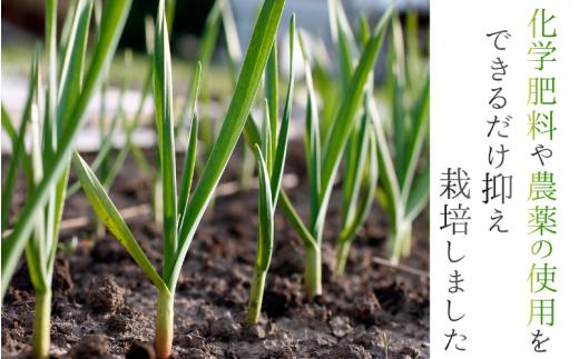 奈良県葛城産 にんにく 約4kg(500g×8袋)  【2026年5月上旬～7月下旬順次発送】／ スマイル葛城農業 大和野菜  にんにく 農家直送 産直 新鮮 旬 名産 健康 美容 栄養 奈良県 葛城市【smlk066】