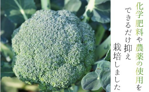 奈良県葛城産 ブロッコリー 約1kg 【2025年11月上旬～5月下旬順次発送】／ スマイル葛城農業 大和野菜  ブロッコリー 農家直送 産直 新鮮 旬 名産 健康 美容 栄養 奈良県 葛城市【smlk067】