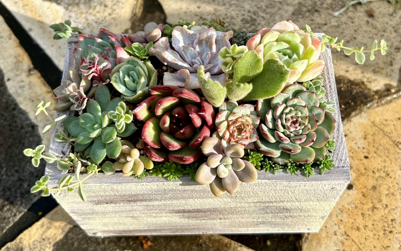 多肉植物 木箱寄せ植え ／ aju succulent 植物 インテリア アレンジ ガーデニング 15種 そのまま飾れる プレゼント ギフト 奈良県 葛城市【ajus009】