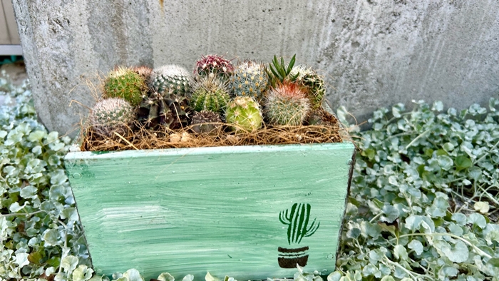 サボテンの寄せ植えアレンジ ／ aju succulent 植物 インテリア ガーデニング 15種 そのまま飾れる プレゼント ギフト 奈良県 葛城市【ajus010】