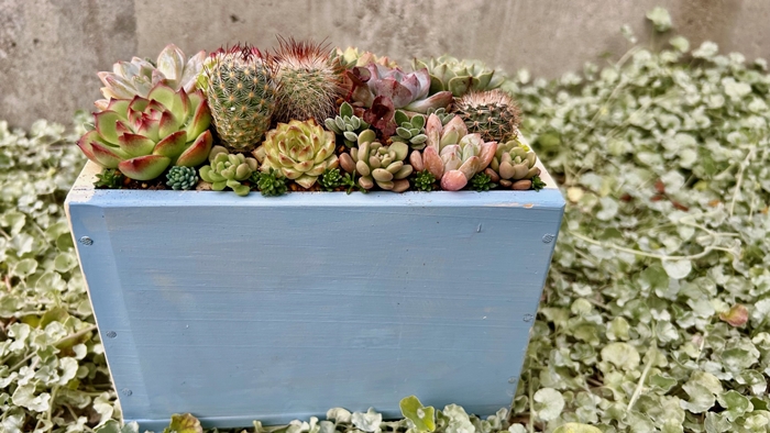 多肉植物の寄せ植えアレンジ ちびサボテン入り ／ aju succulent 植物 インテリア ガーデニング 15種 そのまま飾れる プレゼント ギフト 奈良県 葛城市【ajus011】