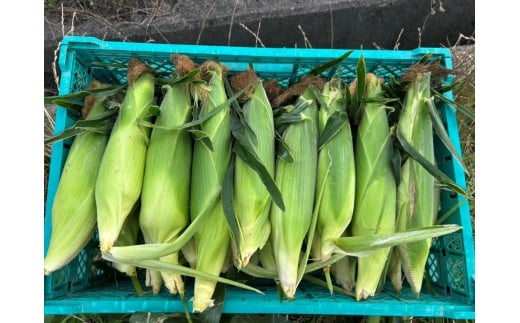 奈良県産 とうもろこし おおもの 5本入り 【2026年7月初旬～7月末頃に順次発送予定】／ 23ファーム トウモロコシ コーン スイートコーン 美味い  甘い 野菜 産直 新鮮 旬 茹で スープ サラダ グリル 名産 健康 美容 栄養 ふるさと納税 人気 家族  奈良県 葛城市【fumi001】