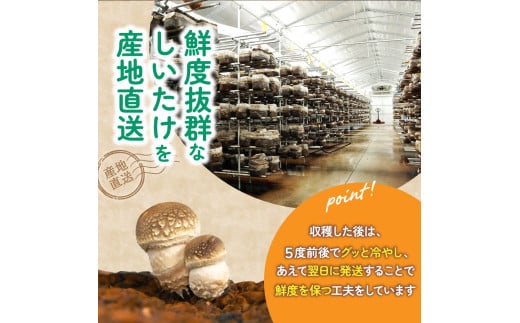 葛城市産生しいたけ（2kg） 椎茸 シイタケ 生 国産 セット 2kg 新鮮 菌床 スライス 奈良県 葛城市【kobo002】