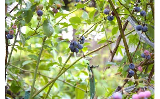手摘みブルーベリー 100g×3個 【2026年7月中旬頃～8月中旬頃順次発送】／ 葛城 高原 牧場 【latt029】