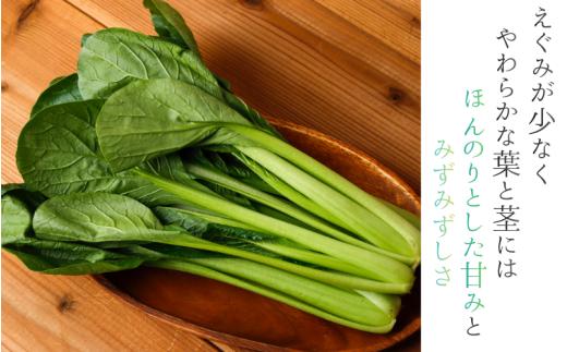 奈良県産 小松菜 約3kg  【順次発送】／ スマイル葛城農業 野菜  小松菜 農家直送 産直 新鮮 旬 サラダ 名産 健康 美容 栄養 奈良県 葛城市【smlk061】